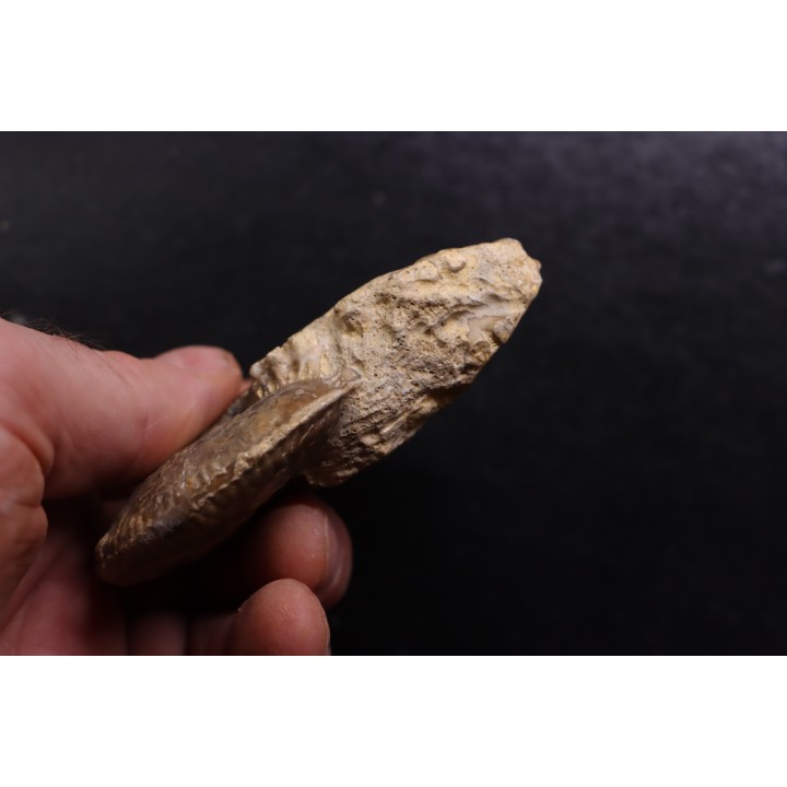 rare Phlycticeras dorsocavatum  - bathonian - Nièvre - FRANCE