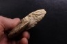 rare Phlycticeras dorsocavatum  - bathonian - Nièvre - FRANCE