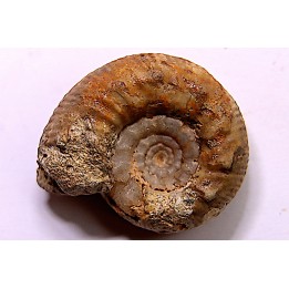 Zigzagiceras zigzag (d'Orbigny, 1845)  bathonien  Nièvre 58 - FRANCE