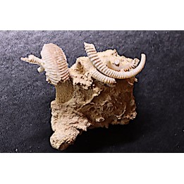 SPIROCERAS ORBYGNYI et Garantiana - Bajocien supérieur - CIRET Mont d'or Lyonnais, FRANCE