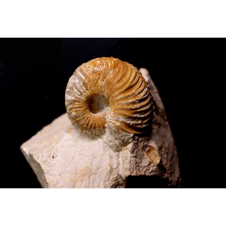 MACROCEPHALITES - forme pathologique  callovien  région de Poitier, 79, FRANCE