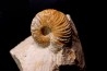 MACROCEPHALITES - forme pathologique  callovien  région de Poitier, 79, FRANCE