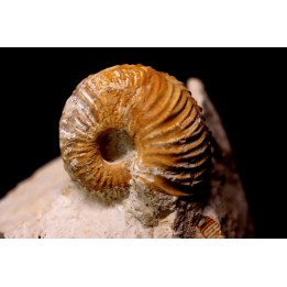 MACROCEPHALITES - forme pathologique  callovien  région de Poitier, 79, FRANCE