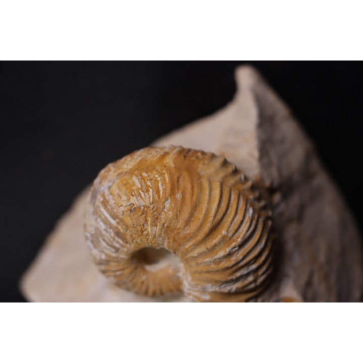 MACROCEPHALITES - forme pathologique  callovien  région de Poitier, 79, FRANCE