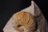 MACROCEPHALITES - forme pathologique  callovien  région de Poitier, 79, FRANCE