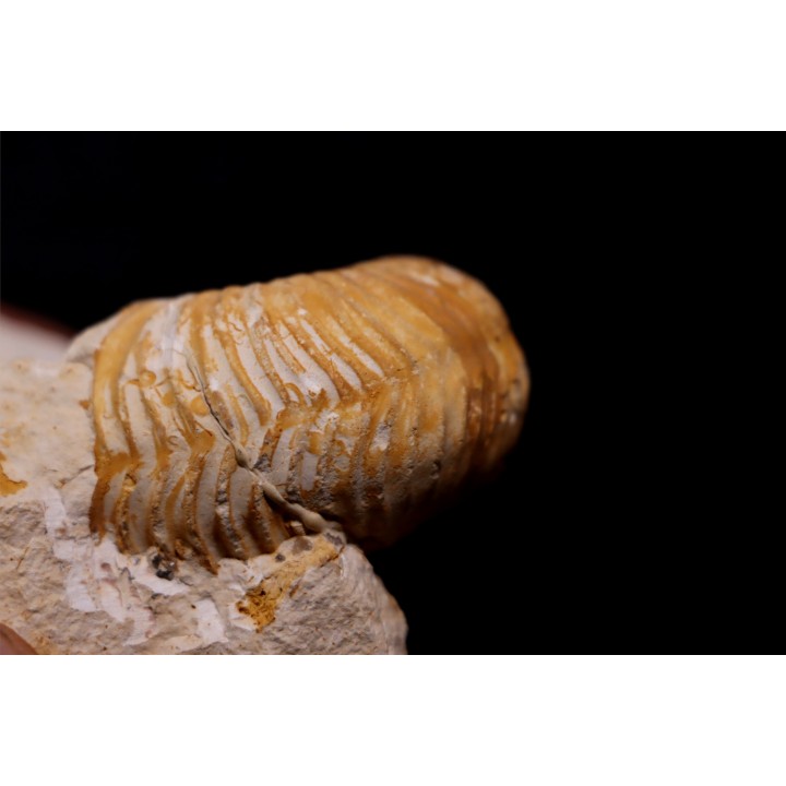 MACROCEPHALITES - forme pathologique  callovien  région de Poitier, 79, FRANCE