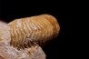 MACROCEPHALITES - forme pathologique  callovien  région de Poitier, 79, FRANCE