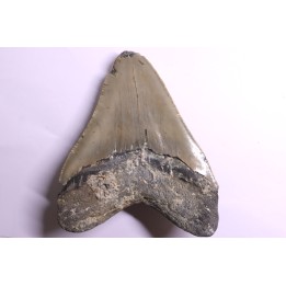 dent de requin: CARCHARODON MEGALODON