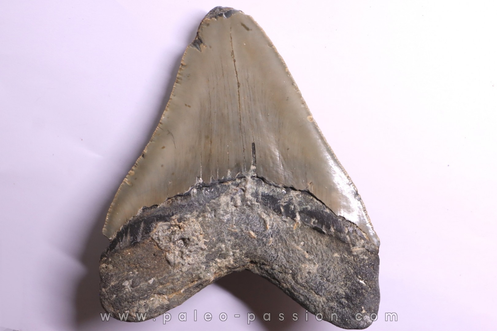 shark teeth: CARCHARODON MEGALODON