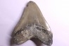 dent de requin: CARCHARODON MEGALODON