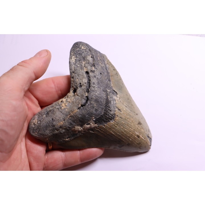 shark teeth: CARCHARODON MEGALODON