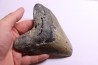 shark teeth: CARCHARODON MEGALODON