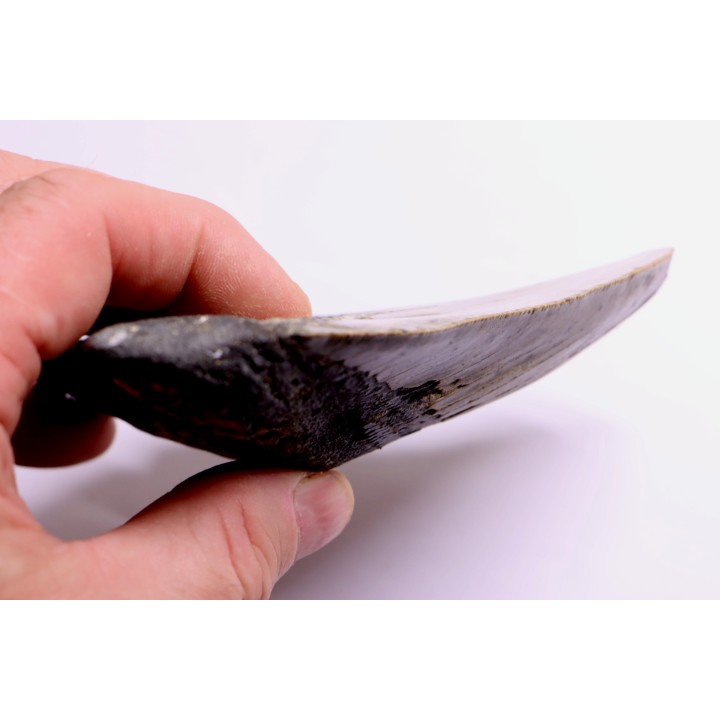 dent de requin: CARCHARODON MEGALODON