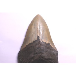 dent de requin: CARCHARODON MEGALODON