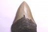 shark teeth: CARCHARODON MEGALODON