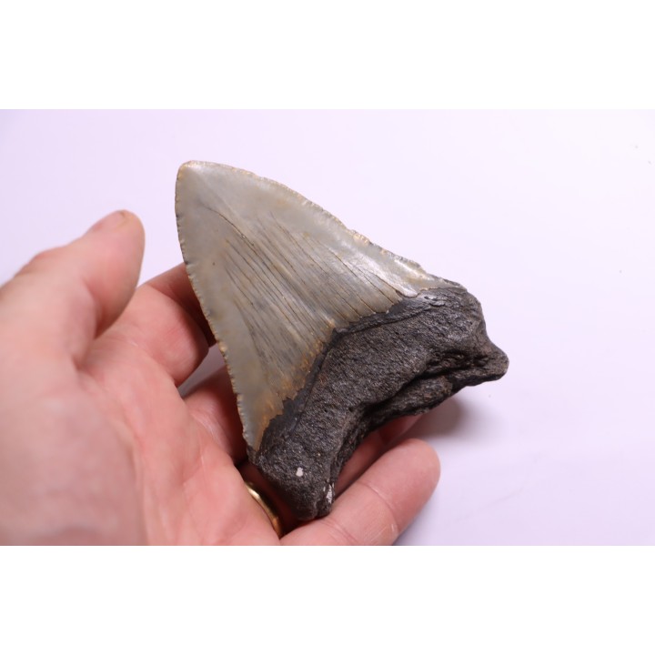 shark teeth: CARCHARODON MEGALODON