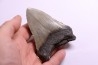 dent de requin: CARCHARODON MEGALODON