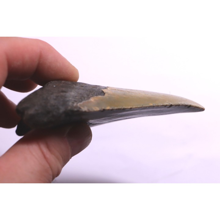 dent de requin: CARCHARODON MEGALODON