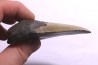 dent de requin: CARCHARODON MEGALODON