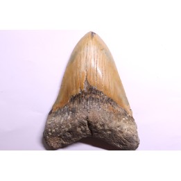 dent de requin: CARCHARODON MEGALODON