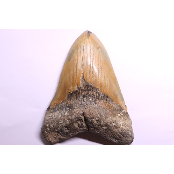 shark teeth: CARCHARODON MEGALODON