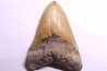 shark teeth: CARCHARODON MEGALODON