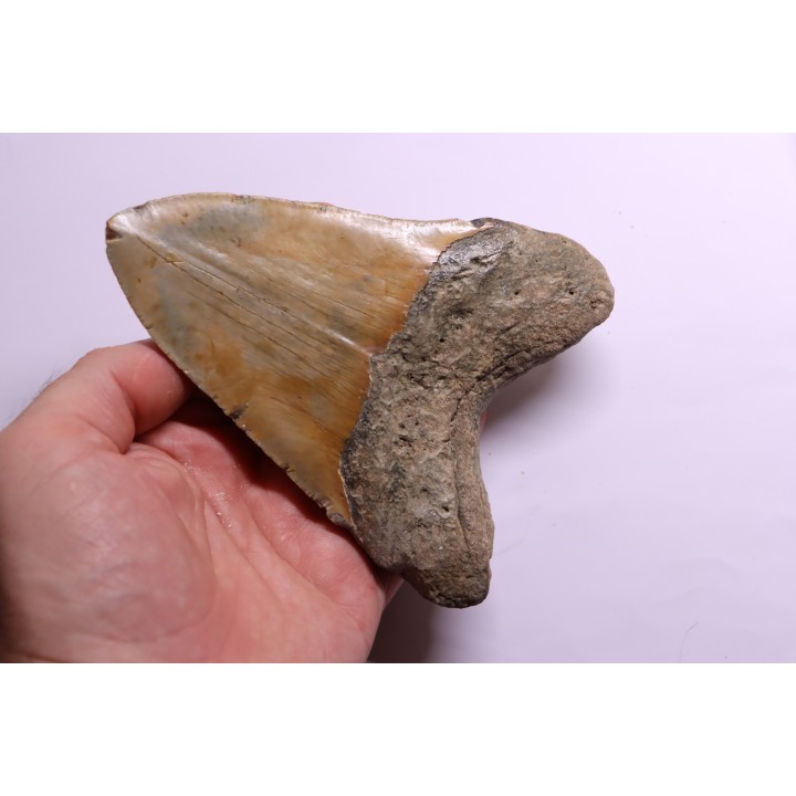 shark teeth: CARCHARODON MEGALODON