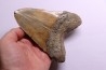 shark teeth: CARCHARODON MEGALODON