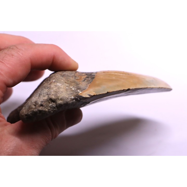 dent de requin: CARCHARODON MEGALODON