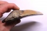 shark teeth: CARCHARODON MEGALODON