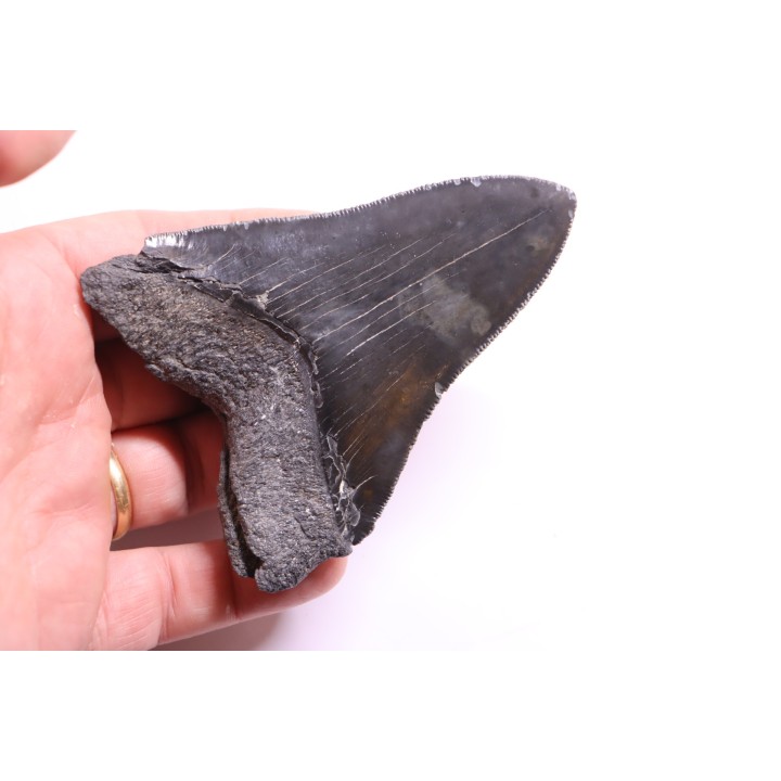shark teeth: CARCHARODON MEGALODON