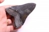 dent de requin: CARCHARODON MEGALODON