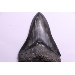 dent de requin: CARCHARODON MEGALODON