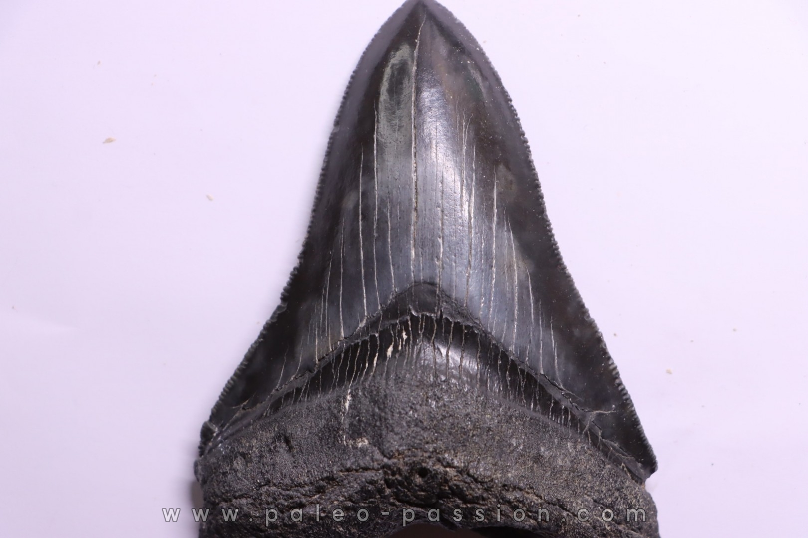 dent de requin: CARCHARODON MEGALODON