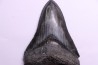 dent de requin: CARCHARODON MEGALODON