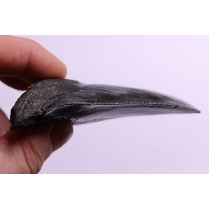 shark teeth: CARCHARODON MEGALODON