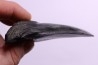 shark teeth: CARCHARODON MEGALODON