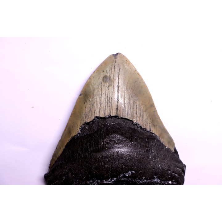 shark teeth: CARCHARODON MEGALODON
