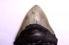 dent de requin: CARCHARODON MEGALODON