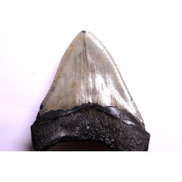 dent de requin: CARCHARODON MEGALODON