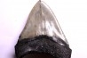 shark teeth: CARCHARODON MEGALODON