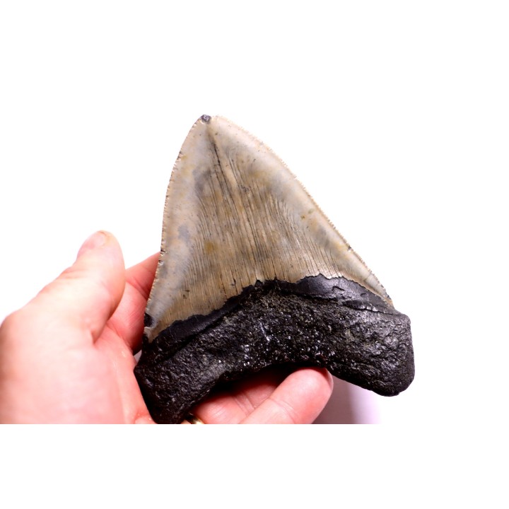 dent de requin: CARCHARODON MEGALODON