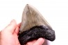 shark teeth: CARCHARODON MEGALODON
