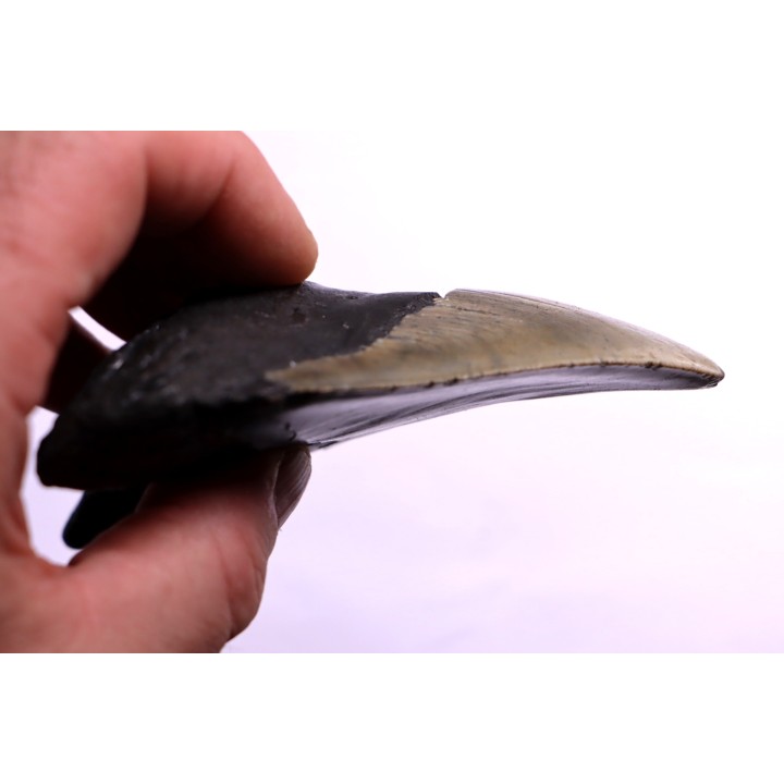 dent de requin: CARCHARODON MEGALODON
