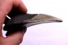 dent de requin: CARCHARODON MEGALODON