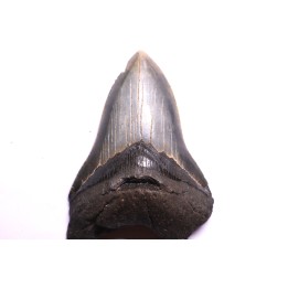 shark teeth: CARCHARODON MEGALODON