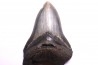shark teeth: CARCHARODON MEGALODON