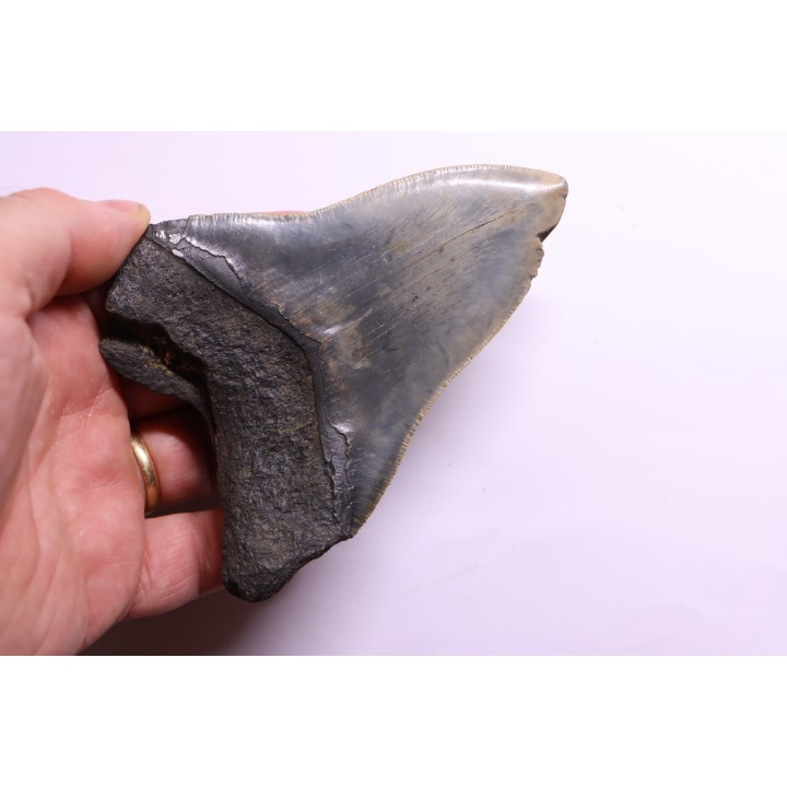 shark teeth: CARCHARODON MEGALODON