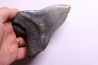shark teeth: CARCHARODON MEGALODON