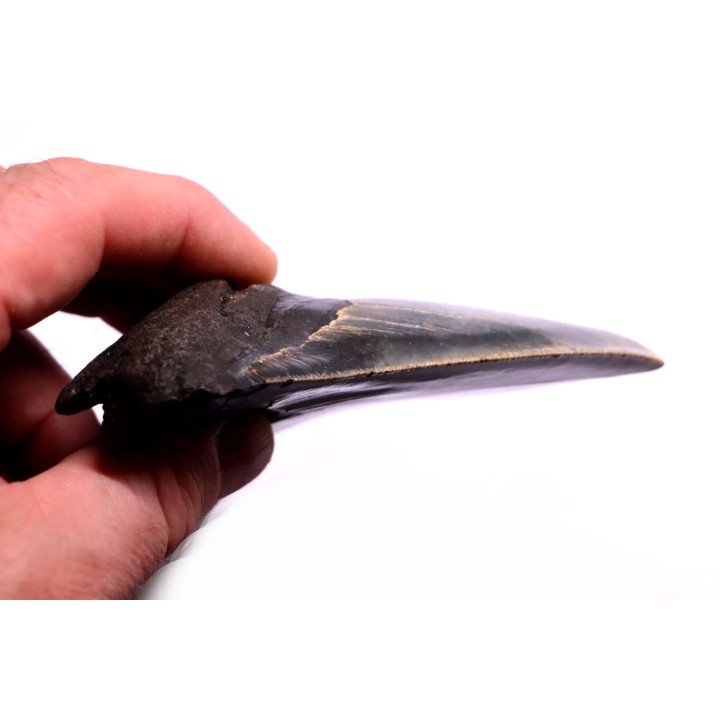 shark teeth: CARCHARODON MEGALODON